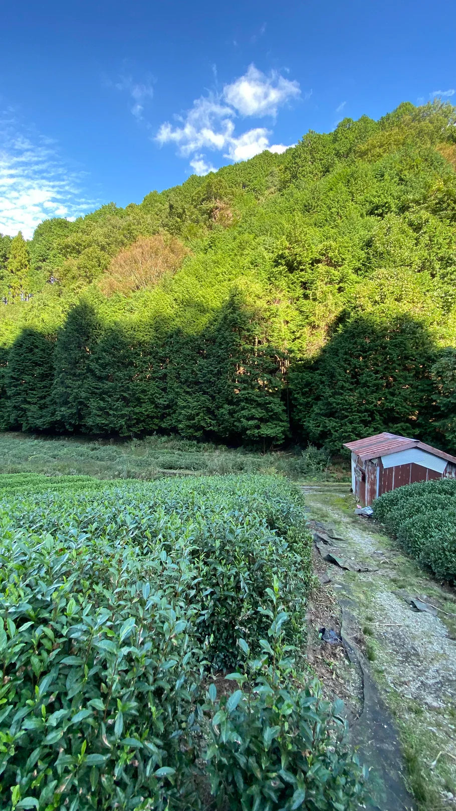 Nagatani Tea: Premium Gyokuro Gokou – Single Cultivar from Uji, Kyoto