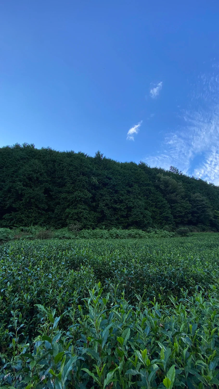 Nagatani Tea: Premium Gyokuro Gokou – Single Cultivar from Uji, Kyoto