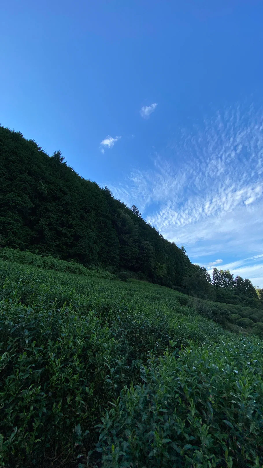 Nagatani Tea: Premium Gyokuro Gokou – Single Cultivar from Uji, Kyoto