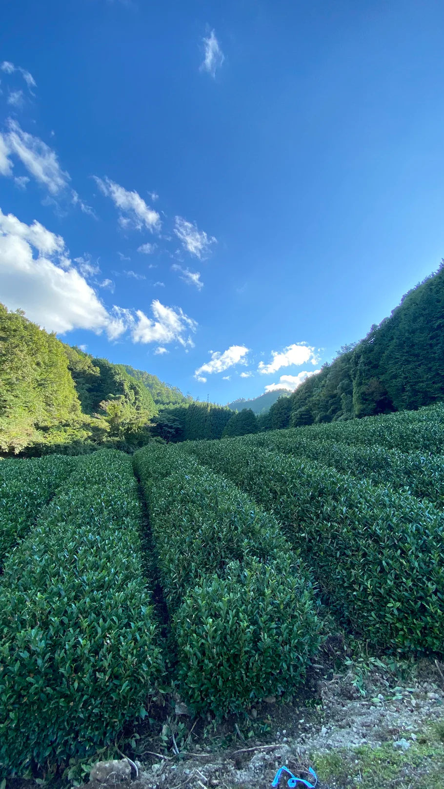 Nagatani Tea: Premium Gyokuro Gokou – Single Cultivar from Uji, Kyoto